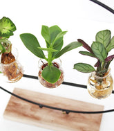 Piante verdi idroponica Mix