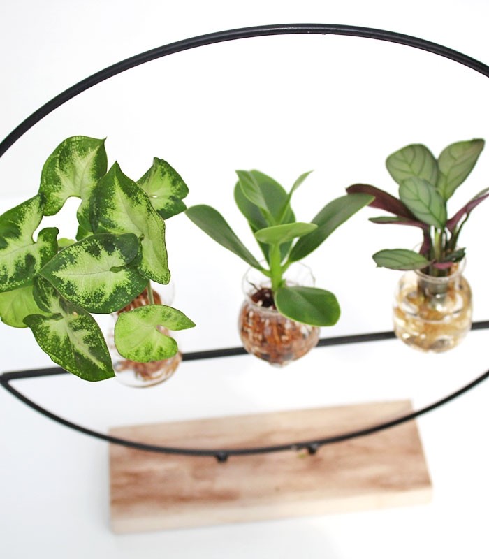 Piante verdi idroponica Mix