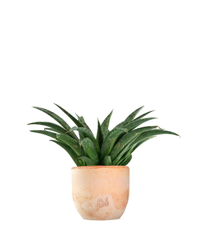 Mangave Pineapple Express