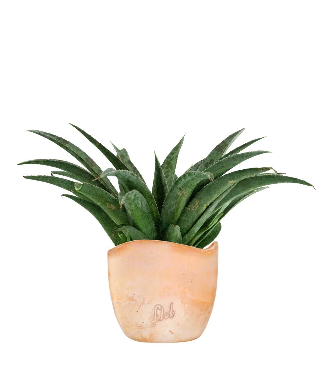 Mangave Pineapple Express