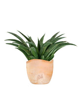 Mangave Pineapple Express