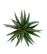 Mangave Pineapple Express