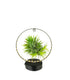 Tillandsia circolare led nero