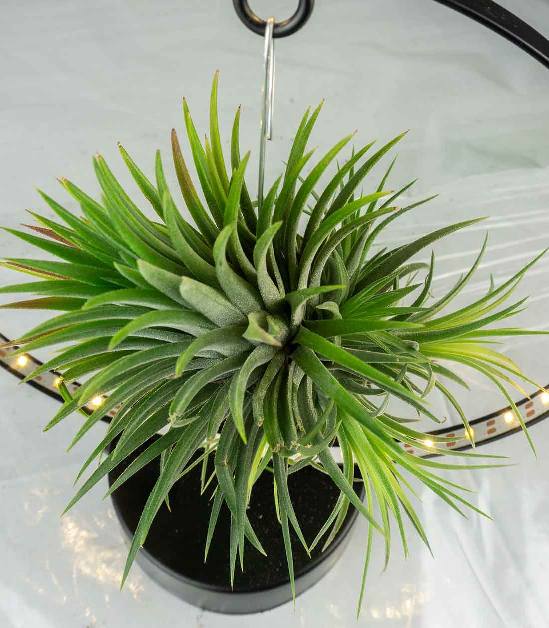Tillandsia circolare led nero