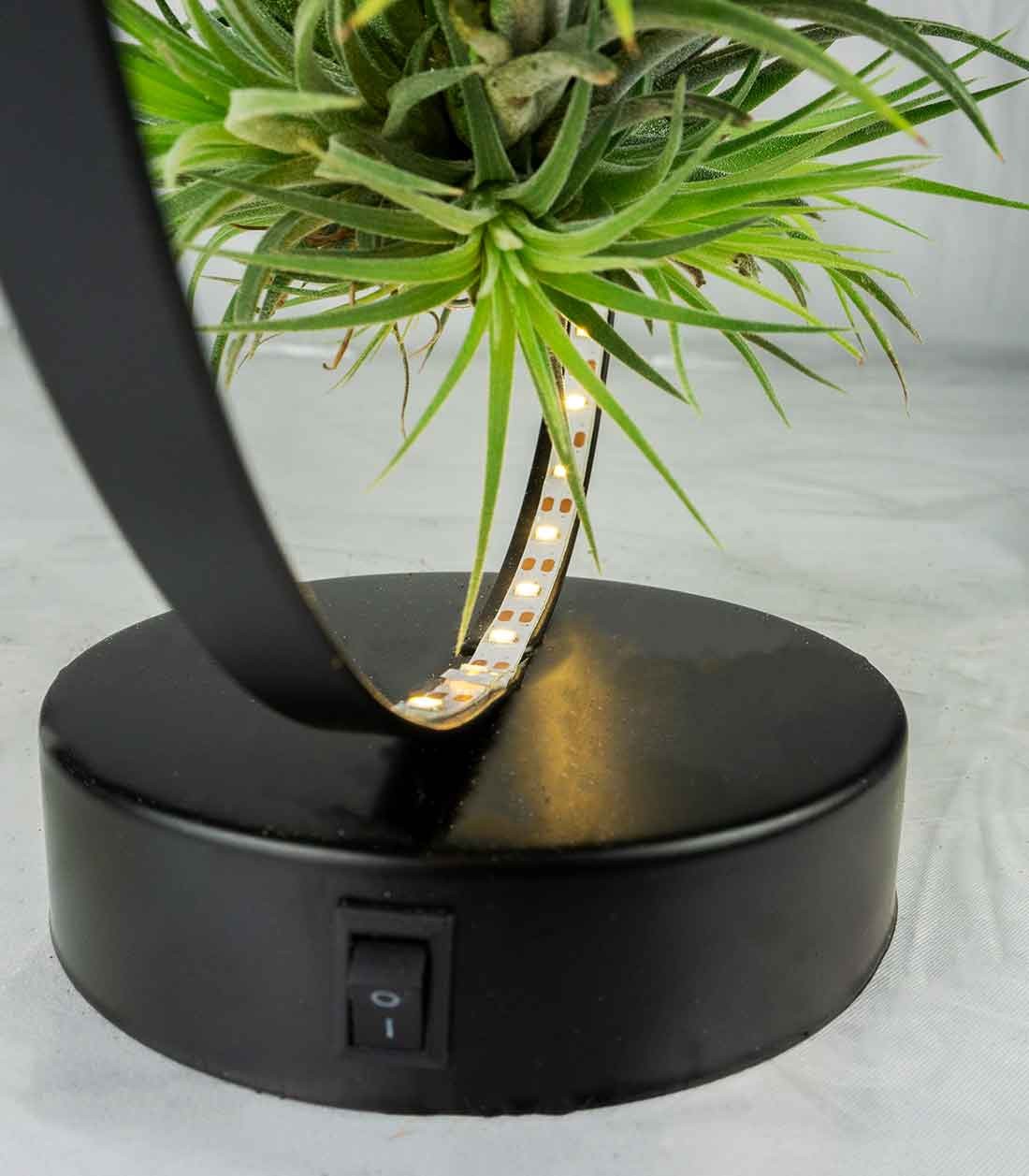 Tillandsia circolare led nero