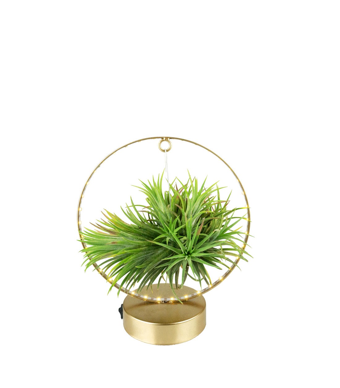 Tillandsia circolare led oro