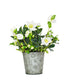 Rosa di Natale vaso 14