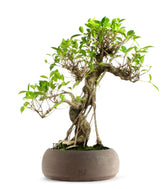 Ficus Retusa XL