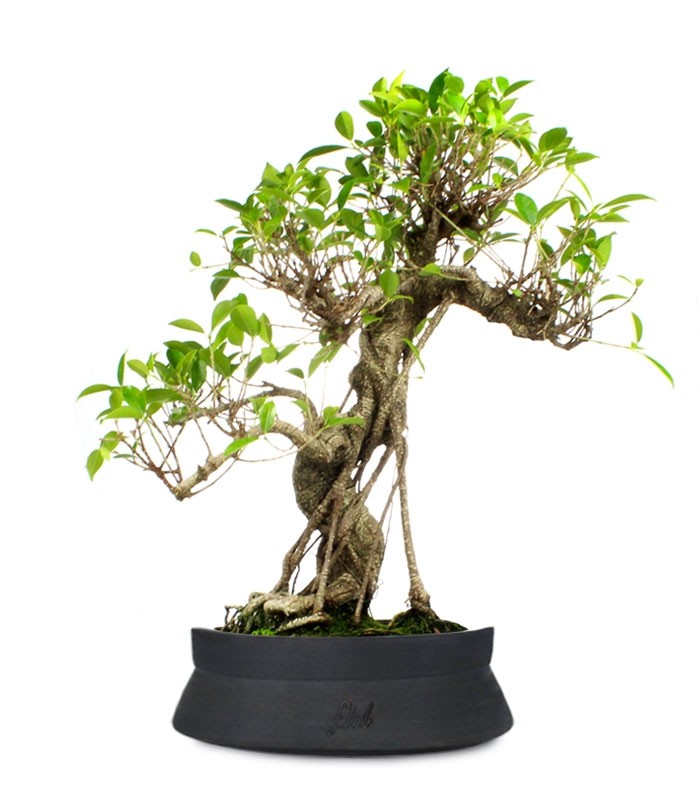 Ficus Retusa XL