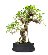 Ficus Retusa XL