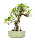 Ficus Retusa XL