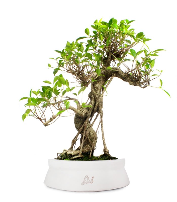 Ficus Retusa XL