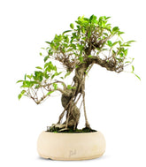 Ficus Retusa XL