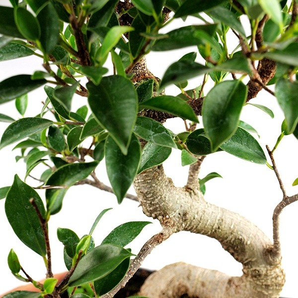 Ficus Retusa XL