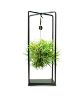 Tillandsia con supporto in ferro 