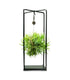 Tillandsia con supporto in ferro 