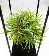 Tillandsia con supporto in ferro 