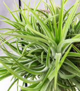 Tillandsia con supporto in ferro 