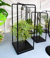Tillandsia con supporto in ferro 