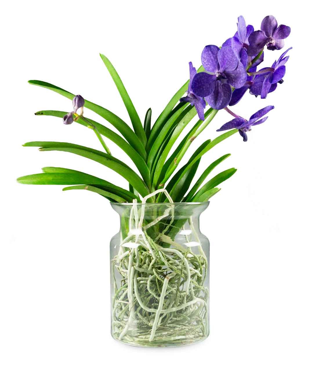 Orchidea Vanda