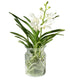 Orchidea Vanda