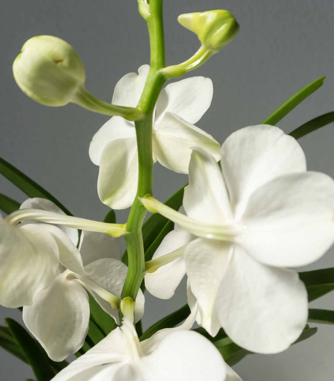 Orchidea Vanda