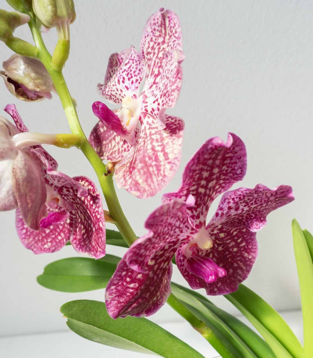 Orchidea Vanda
