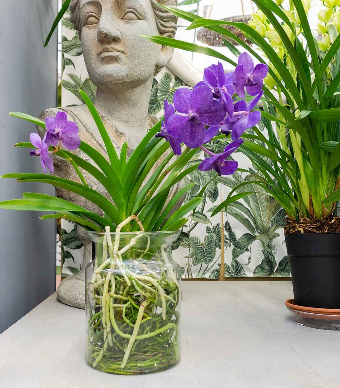 Orchidea Vanda