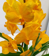Orchidea Vanda