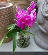 Orchidea Vanda