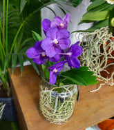 Orchidea Vanda