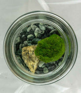 Marimo in vetro mini