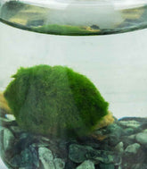 Marimo in vetro mini