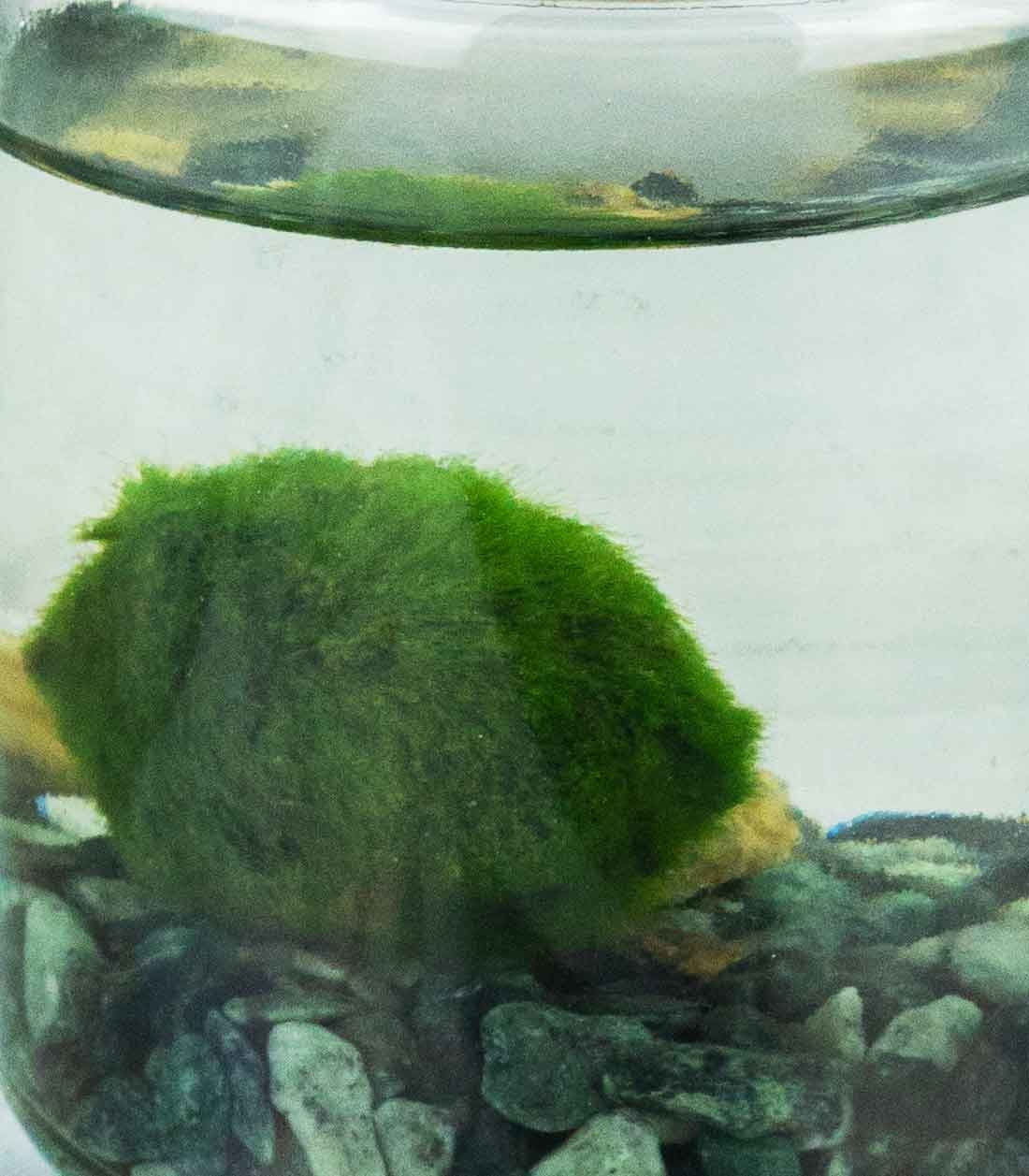 Marimo in vetro mini