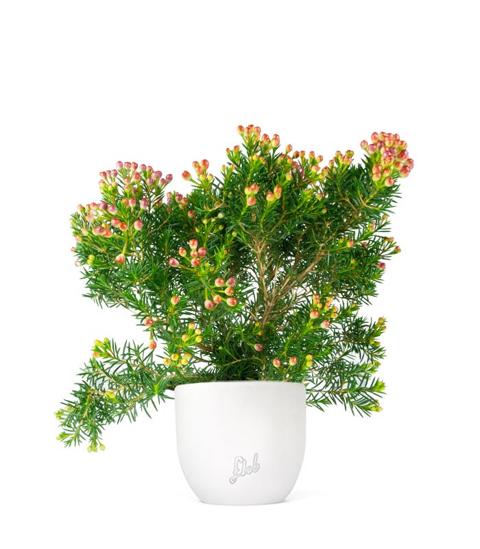 Wax Flower 