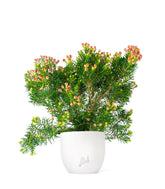 Wax Flower 