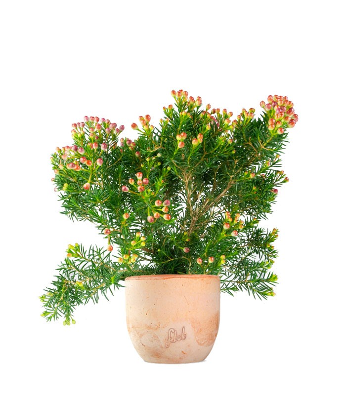 Wax Flower 