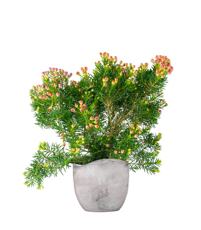 Wax Flower 