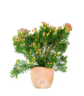 Wax Flower 