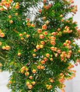 Wax Flower 
