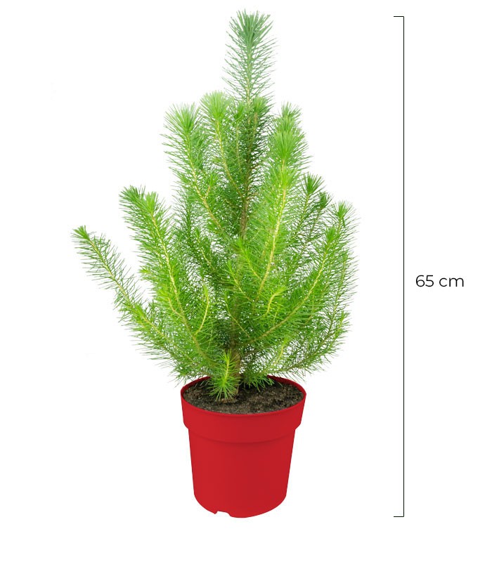Pinus pinea o Pino domestico