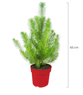 Pinus pinea o Pino domestico