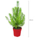Pinus pinea o Pino domestico