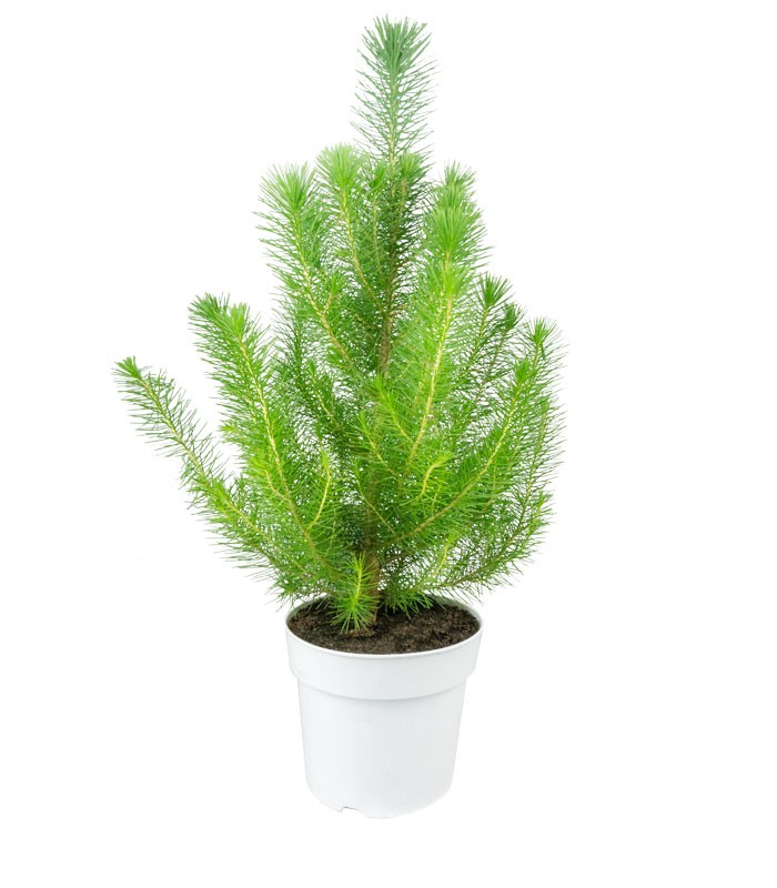 Pinus pinea o Pino domestico