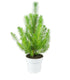 Pinus pinea o Pino domestico