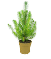 Pinus pinea o Pino domestico