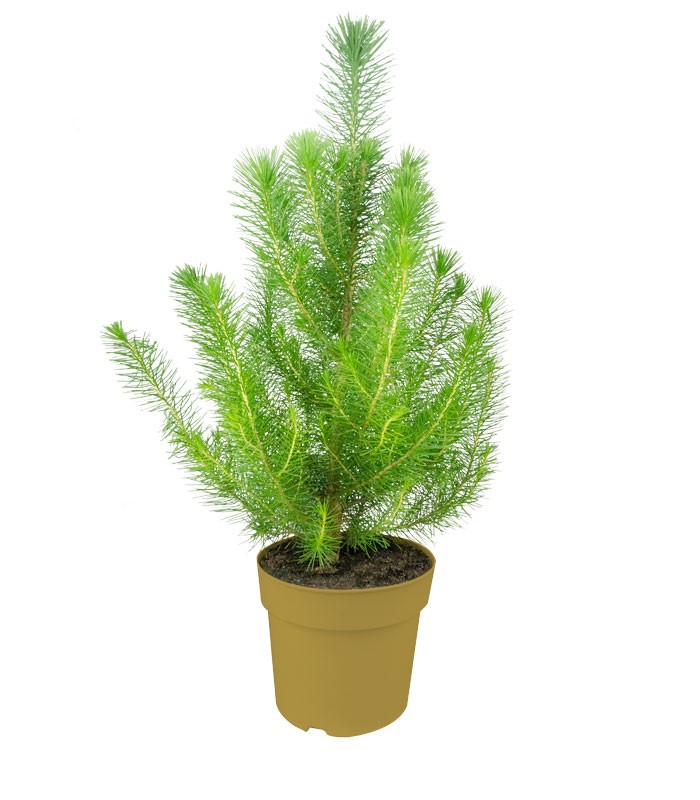 Pinus pinea o Pino domestico