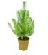 Pinus pinea o Pino domestico