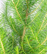 Pinus pinea o Pino domestico