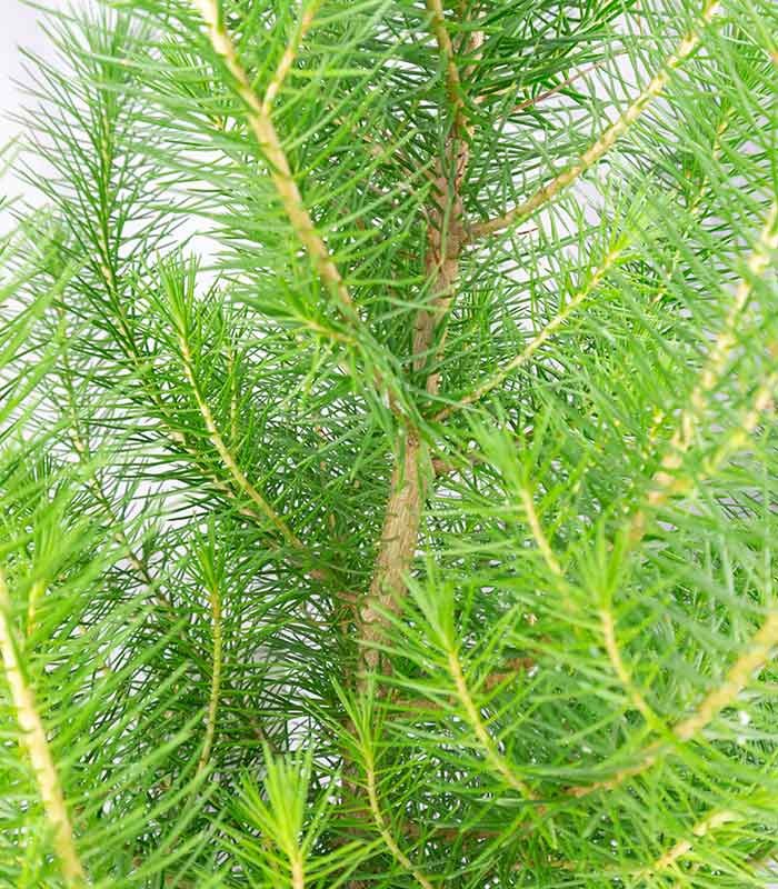 Pinus pinea o Pino domestico